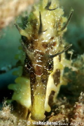 Hippocampus face by Walter Bassi 